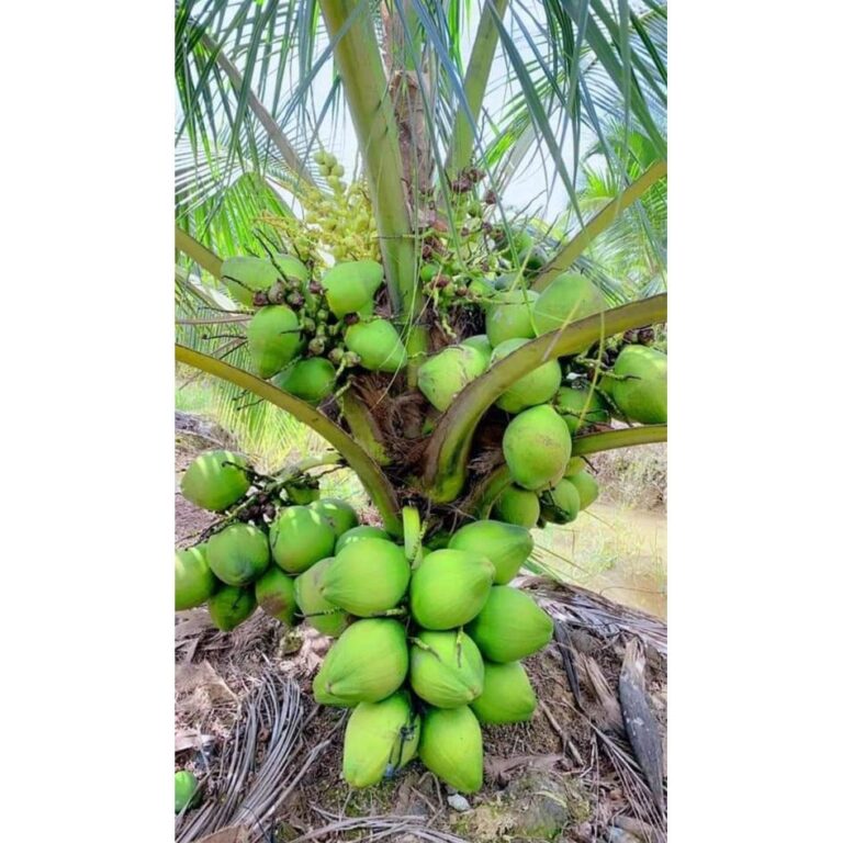 Kỹ thuật trồng dừa